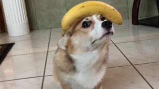 Good Doggo Balances Banana