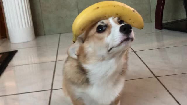 Good Doggo Balances Banana