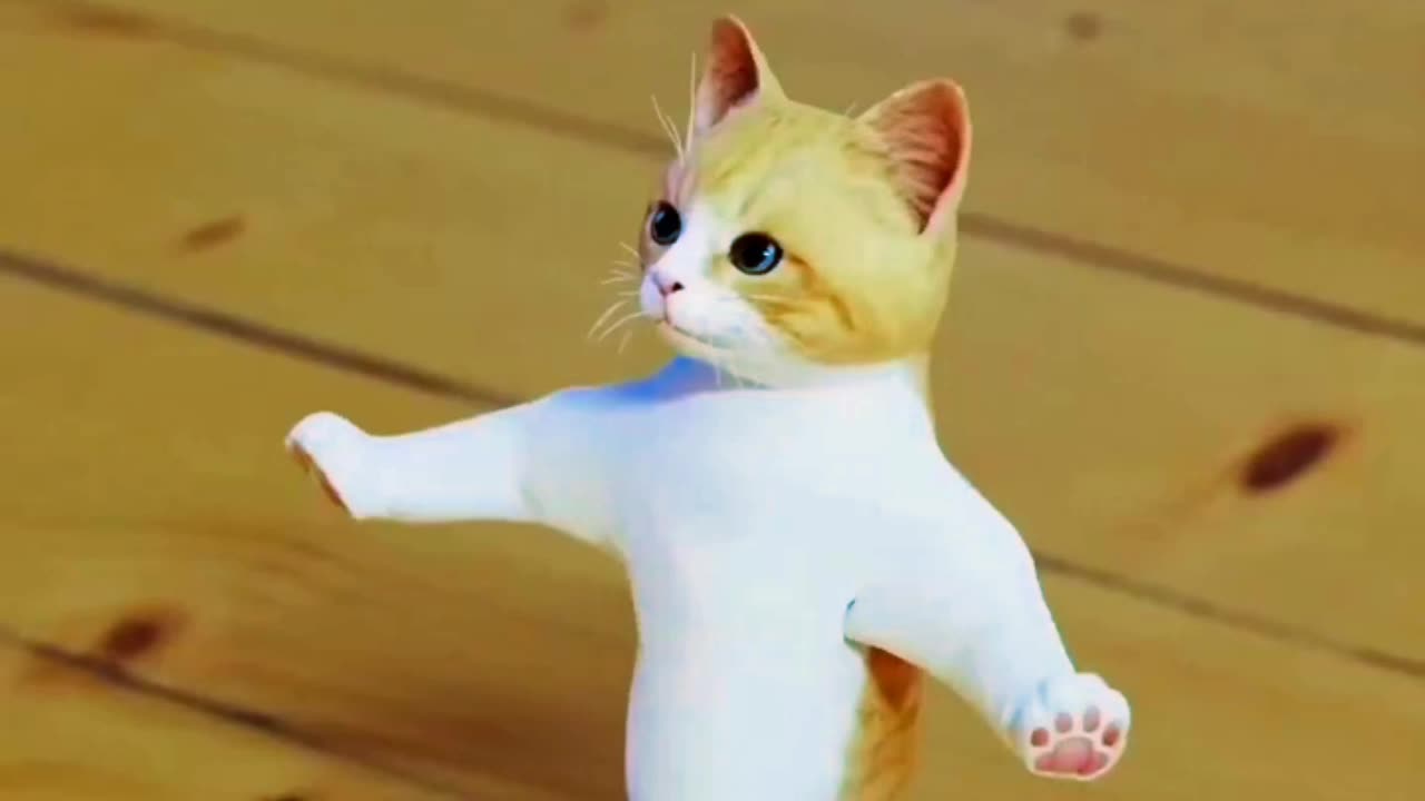 Beautiful cat dance 😍 🐈