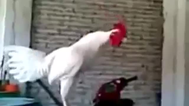 Funny chicken and the boys