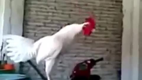 Funny chicken and the boys