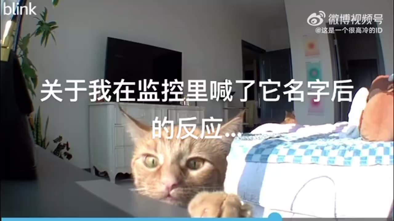 猫猫:救命…这个摄像头…居然…会叫我的名字