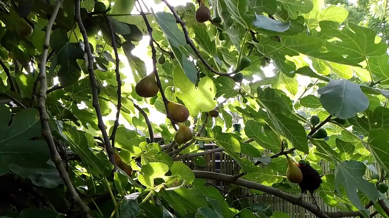 Small Bird eats Fig and Flees from Big Bird in the Flemish Tasty Forest