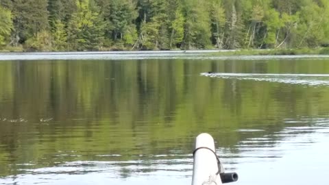 Beaver, Lake Umbagog, New Hampshire/Maine (2019, JUN 08)