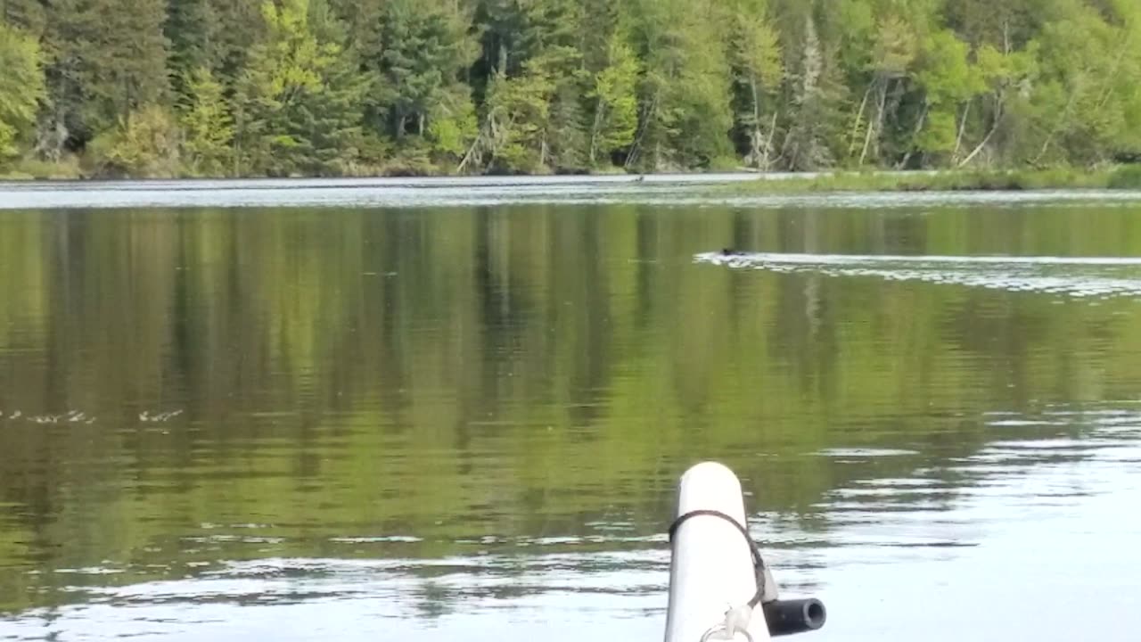 Beaver, Lake Umbagog, New Hampshire/Maine (2019, JUN 08)