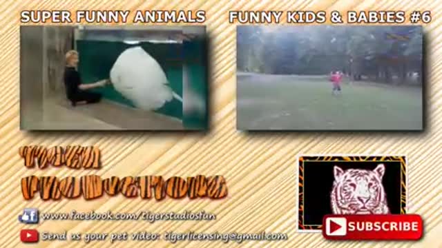 Fight funny annimals