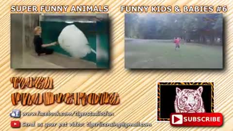 Fight funny annimals