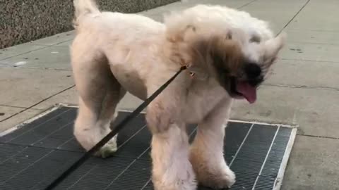 Dog Finds Brilliant Way To Keep Cool