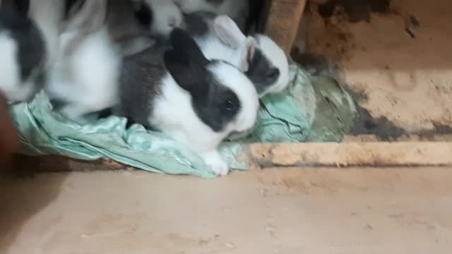 The tactics, movements and style of rabbits are a language you must understand