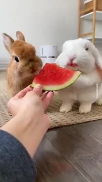 Cute Rabbit eating watermelon - shorts