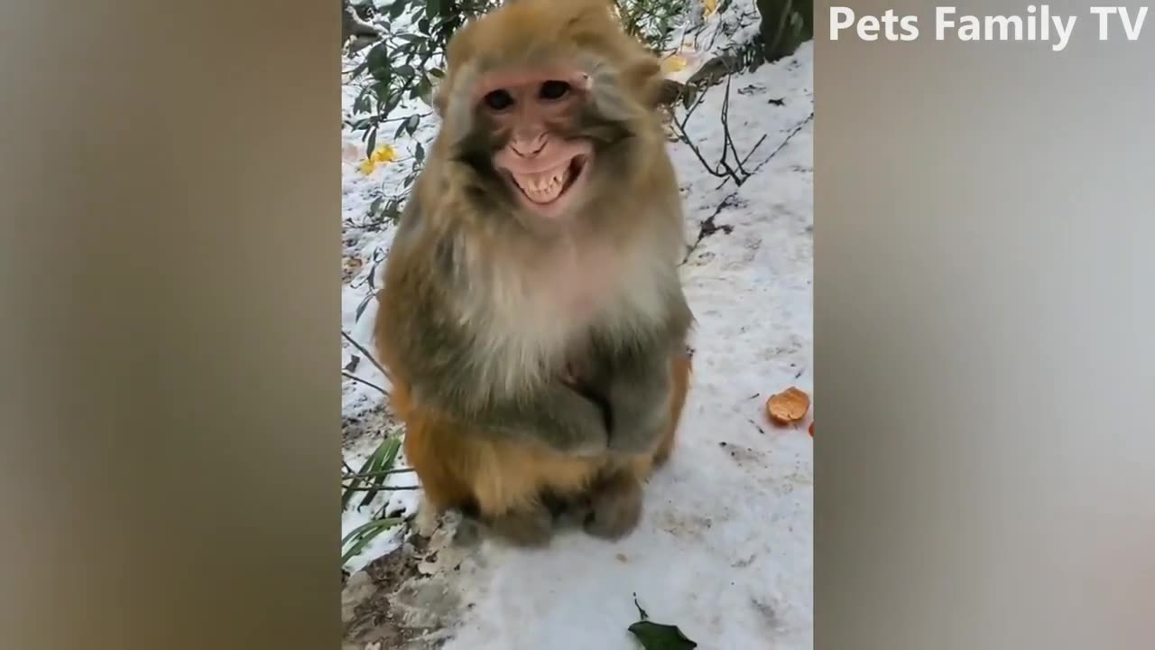 Funny Dogs and Cats videos part35..πππ Funniest animals video compilation 2023..πβ€ Try to dnt laughπ