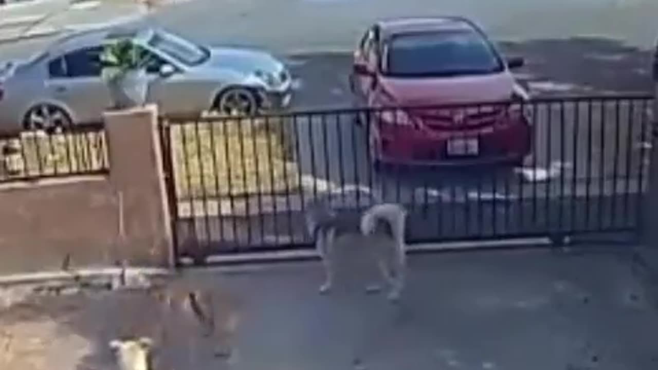 Dog And Car Do Donuts