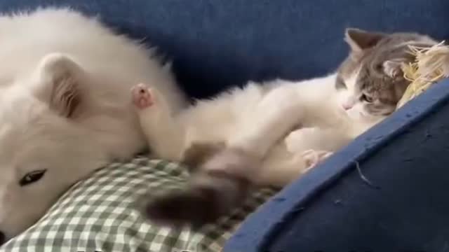 The dog was beaten by a cat, so funny