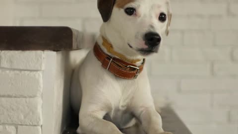 the restless dog jack russell terrier lies on the steps of the house