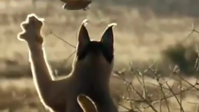 Wild animals in the jungle of Africa - The Greatest Predators on Earth | All About Animals
