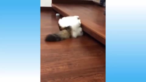 Funny pet videos #3