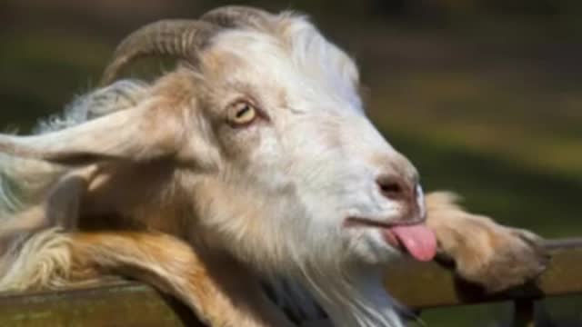 Стрим грузинов - 27.01.2022