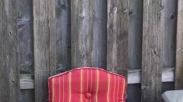 Squirrel Fishing With Peanuts