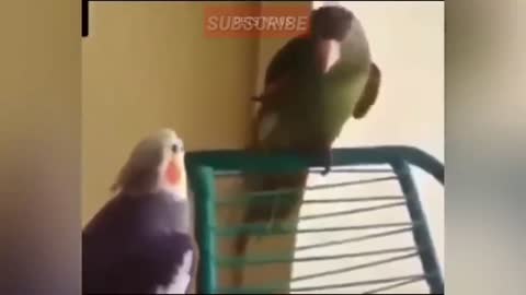 Funny cat abd parrot