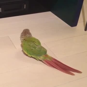 Loro defiende su territorio frente a un robot aspiradora