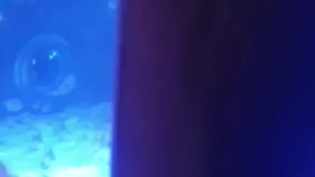 Dancing stingray