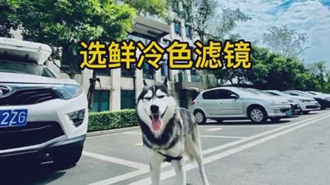Funny Pet 2021 It's time to LAUGH with Dog's lifes19