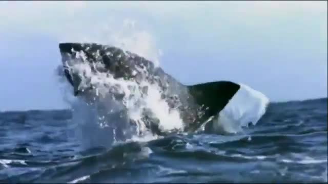 Giant shark attacks woman (strong images) | White Shark - Animal World