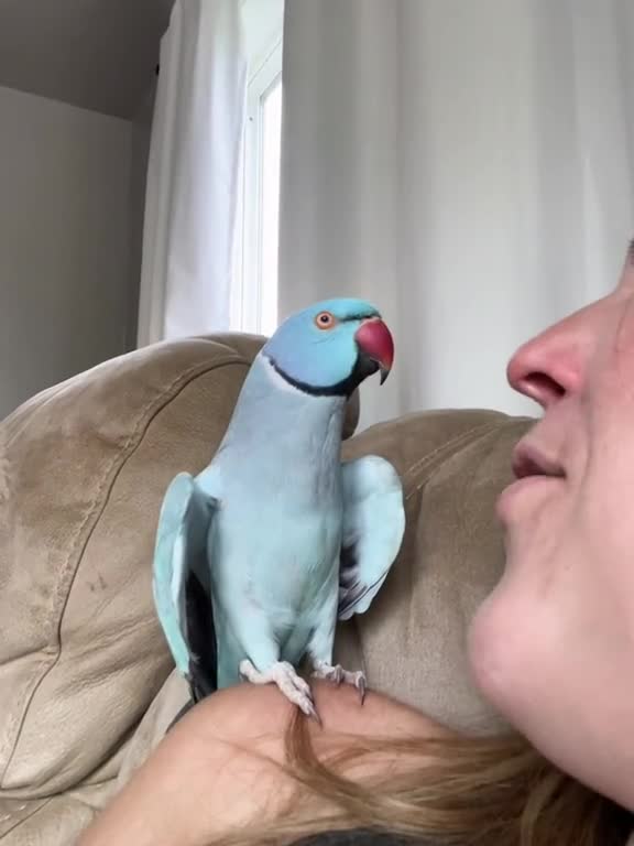 Heart shapped wings means a happy loving bird, even when mom tries to eat him 😅💙