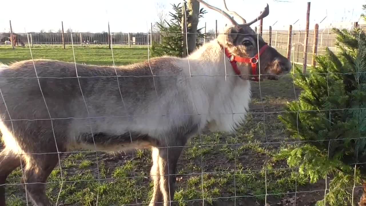 Reindeer Calls, Noises and Sounds - 41 Seconds