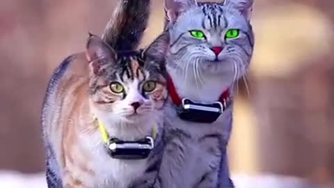 Funniest Animals 🐧 - Best Of The 2022 Funny Animal Videos 😁 - Cutest Animals Ever