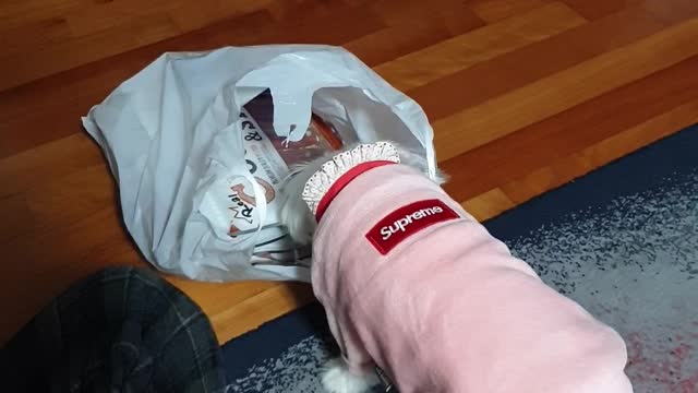 A puppy interested in a package of snacks.