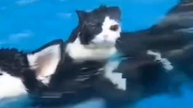 dog and cat funny videos shorts full video in my channel