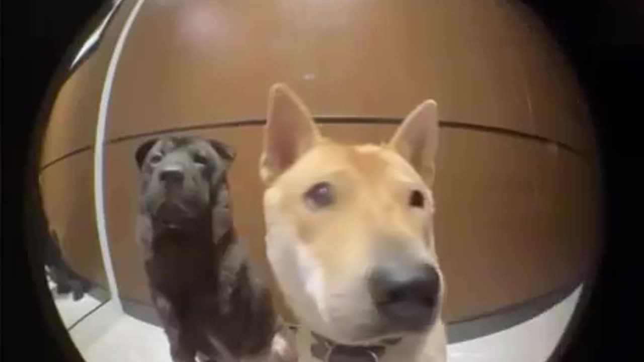 When you try to break out but surrender to your fate