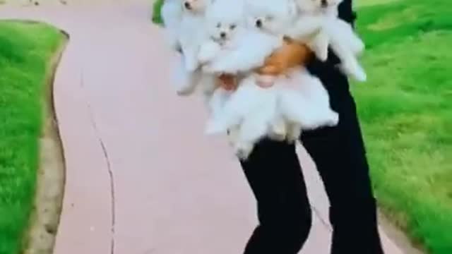 FUNNY CUTE PUPPY