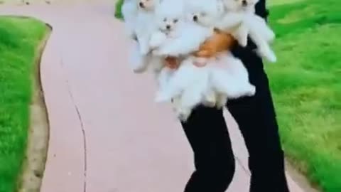 FUNNY CUTE PUPPY