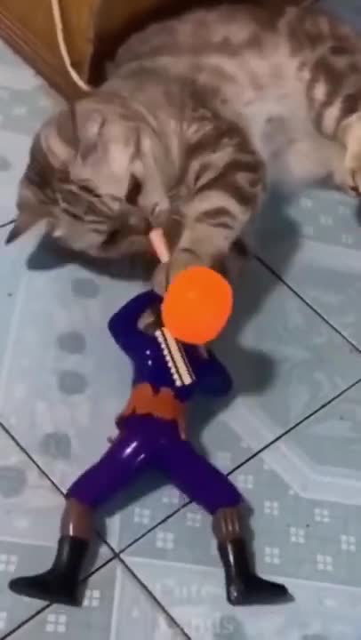 Funny cat videos 2021 !!Try Not To Laugh Challenge!!