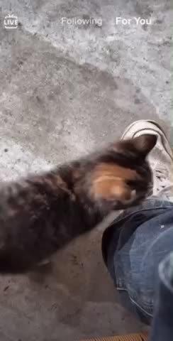 Kitten goes meow meow meow 🤣