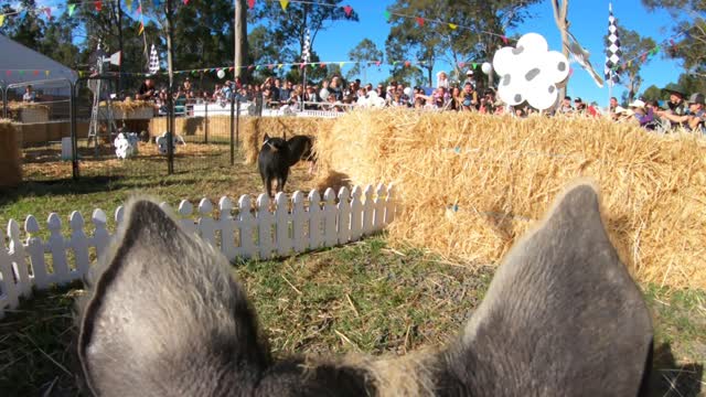 Piglets Find the Finish on Field Day