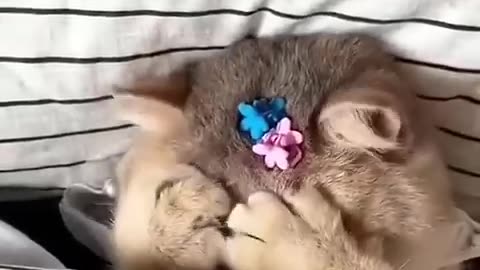 Cat videos cute cats kittens #cat #cute #kitten #pets #meow #videos #shorts #dog