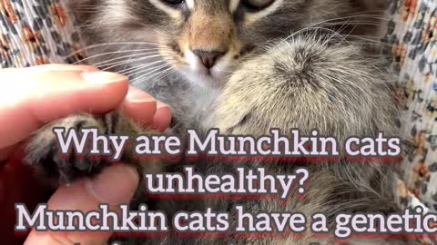 Munchkin Kitty Cat