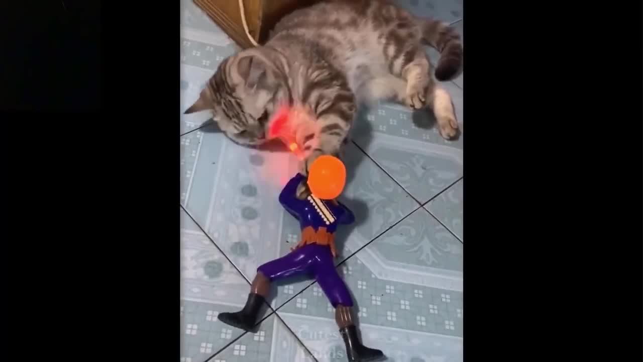 cat is surprised by toy soldier - animal funny cute