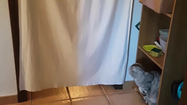 Cat Ambushes Pug Every Time He Walks Through Curtain