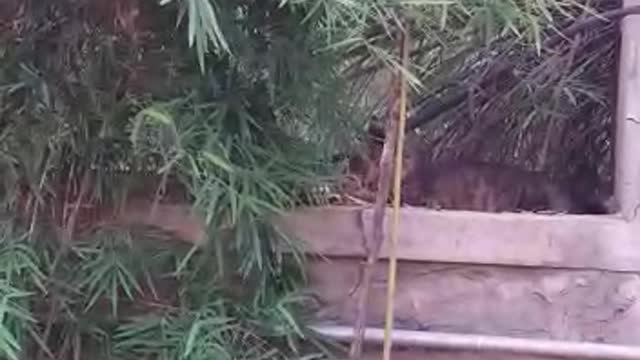 cats are playing