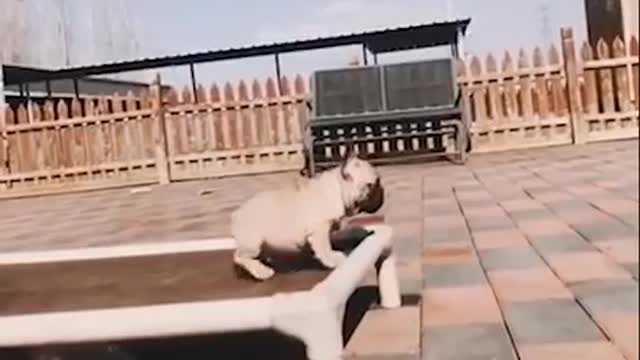 Smart dogs can playing ski and funny dogs
