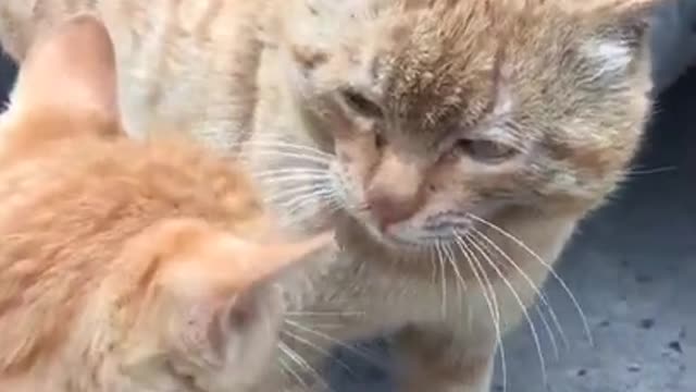 Baby Cats - Cute and Funny Cat Videos Compilation #34 | Aww Animals