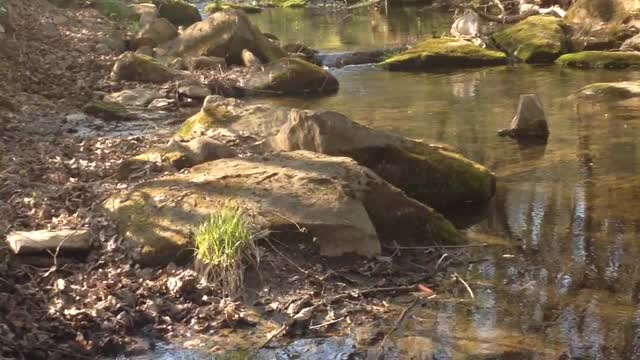 The Tranquility of the Water in a Forest Stream, the Beloved Dog Found his Lunch