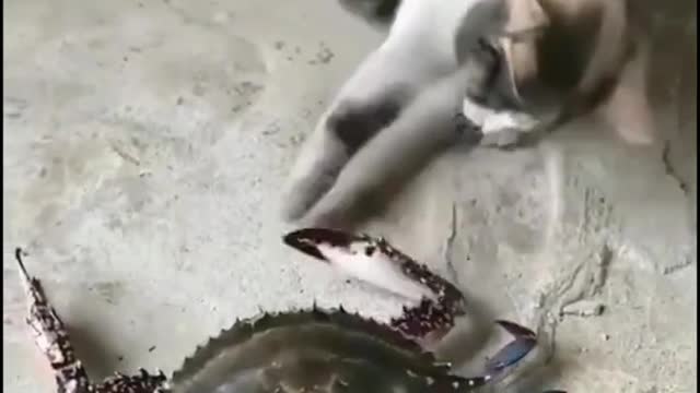 Cat 😸😸😸 funny video