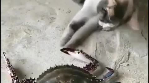 Cat 😸😸😸 funny video