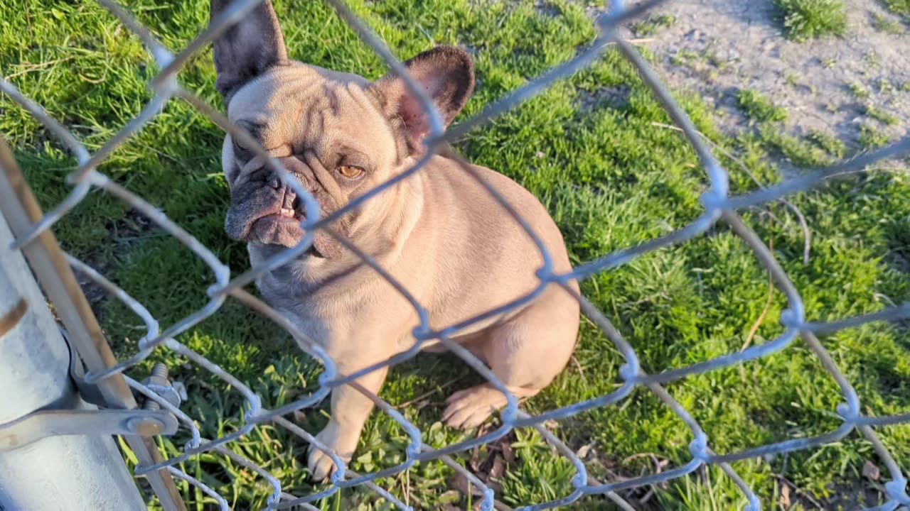 French Bull dog skit