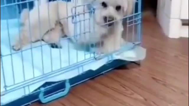 OMG Pets Are So Funny Puppies Baby Cats Parrot too Funny Videos Soul Mate Shorts